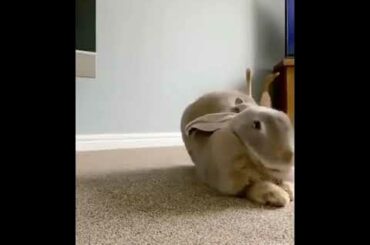 Some of the cute compilation of rabbits must watch