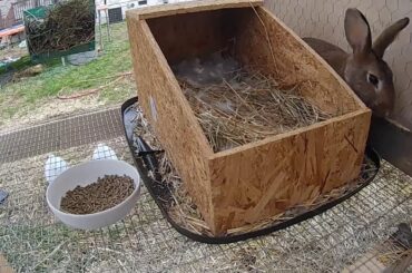 We had our FIRST Baby Rabbits!