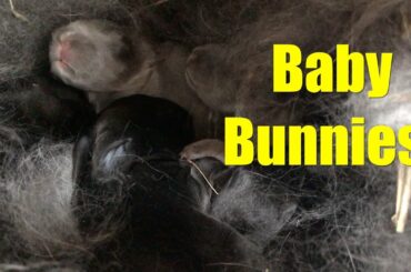 Baby Bunnies! Silver Fox Rabbit Kits