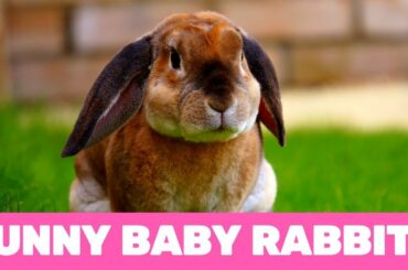 Funniest Baby Rabbit compilation of the Year