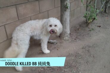 Our Dog Killed Baby Bunny Rabbit :( 純純兔