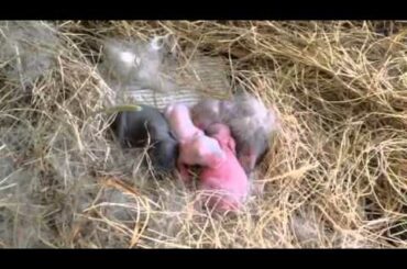 Baby bunnies ลูกกระต่ายน้อย แรกคลอด
