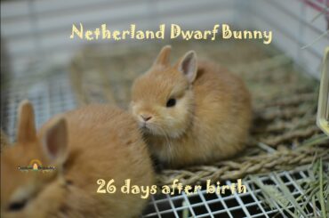 ネザーランドドワーフの赤ちゃん 生後26日目 Fluffy bunny baby NetherlandDwarf