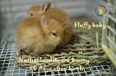 ネザーランドドワーフの赤ちゃん 生後20日目 Fluffy bunny baby NetherlandDwarf