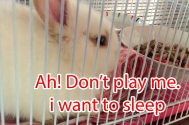 Sleeping rabbit wakes up at home with music smooth