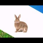 Cute 🐰 rabbit funny bunny video