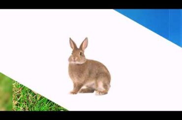 Cute 🐰 rabbit funny bunny video