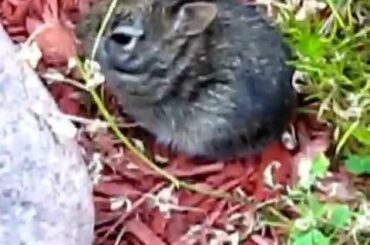 Part 2 - Wild Rabbit - Momma Bunny's Offspring