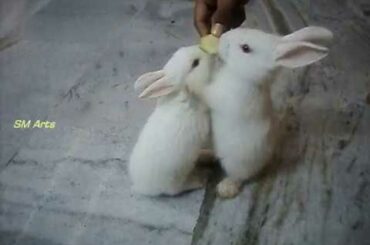 Cute Baby Rabits Playing Ay Home