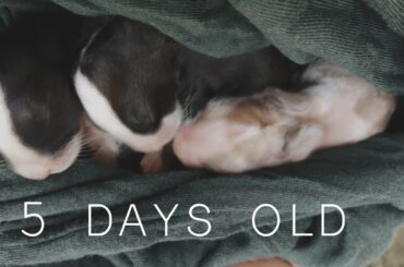 5 Days Old Baby Rabbits