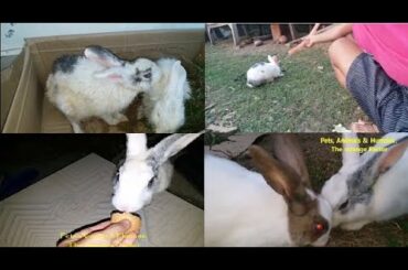 Funny & Lovable Pet Rabbit Complication- Munnu & Kunnu's  Series of cutest Moments collection-Part 3