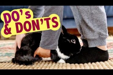 RABBIT DO'S & DONT'S