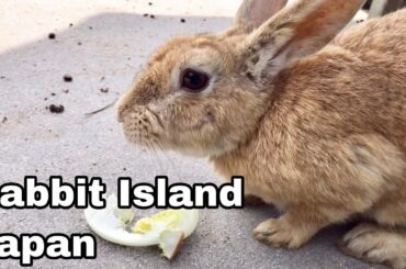 [ASMR]Cute rabbits eating lettuces | Rabbit Island in Japan（大久野島/うさぎ島）