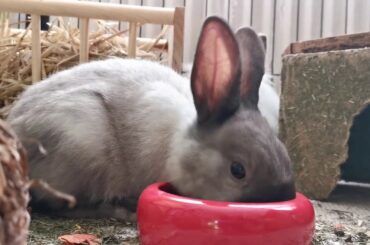 bunny Rabbit eating, cute rabbit 2 #funnybunny, #bunnyrabbit,