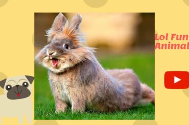 😂😂😂TRY NOT LAUGH  😂😂 CUTE VIDEO BABY rabbit and bunny🐇🐰LOL FUNNY ANIMALS