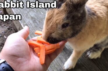 [Cutest]Wild rabbits love carrots | Rabbit Island in Japan（大久野島/うさぎ島）