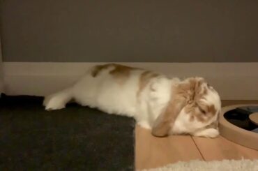 Bad boy bunny Alvin chillout🐰