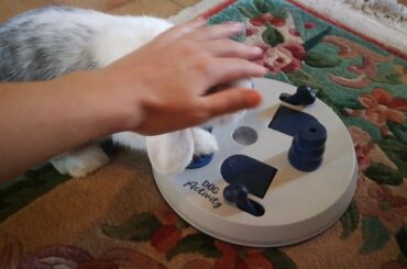 Bunny plays with dog activity 2