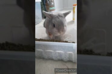 Cute Dwarf Bunny Eating! So cute!