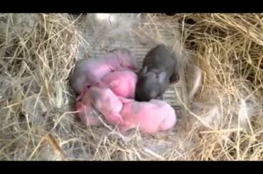 Baby rabbits ลูกกระต่ายน้อยแรกคลอด