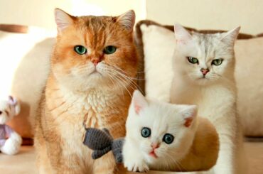 6 Weeks After Birth | Little kitty Coco and her parents William and Betti