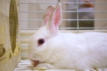 白ウサギの初めてのボール遊び！#101