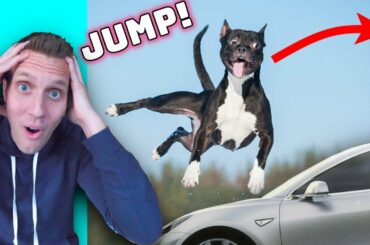 Rating Unbelievable Dog Tricks (Reacting to viral Tik Tok animal videos)