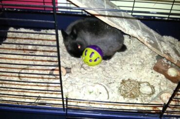 Cute Rabbit Playing With Ball