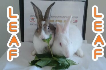 Rabbits eating leaf ASMR #rabbit #bunny #pet