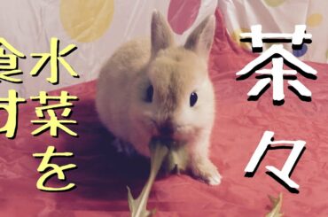 かわいい子ウサギ　茶々　ネザーランドドワーフ　水菜を食べる　cute rabbit