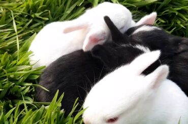 Cutest rabbits kids. Young rabbits. Sitting in wheat grass.