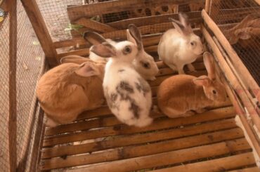 Looking Rabbit on the market part 3