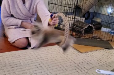 Gizmo The Baby Lionhead  Rabbit Tricks - Bunny Tricks @ 5 months old.