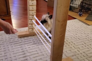 Gizmo The Baby Lionhead Rabbit -  bunny bar jump training w/out target