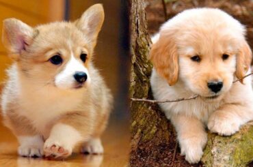 Cute baby animals Videos Compilation cutest moment of the animals 2020 - Puppy Soo Cute! #1