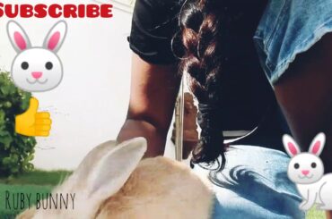 How Cute Bunny RUBY went out...