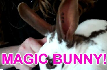 CUTE BUNNIES AND DOGGIES AHEAD!