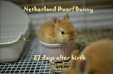 ネザーランドドワーフの赤ちゃん 生後27日目 Fluffy bunny baby NetherlandDwarf