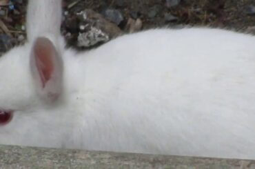 Pretty Pure White Albino Baby Bunny Rabbit at Jericho Beach 2018
