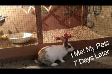# I Meet My Pets after 7 days ## Budgies & parakeet % finches & Rabbit & fish
