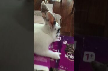 my two cute little bunny’s moo moo and Milly