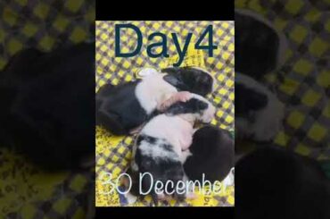 Rabbit babies day 1-15 full review ♥️