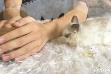 🐰🥕 Cute Baby Bunny Rabbit first time at Rabbito Cafe (2018)