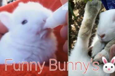 Try not to laugh or smile | Funny Bunny | #cuteanimals