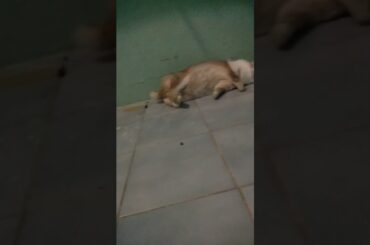 Leo!!  Rabbit want sleeping.. OMG..  Very cute😍