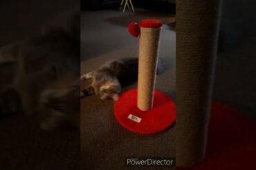 My cat and bunny playing and eating!! Cute💖