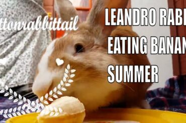 LEANDRO RABBIT EATING BANANA SUMMER
