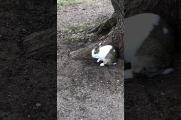 A cute bunny !! Lisboa Belem, Portugal. 포르투갈 리스본 토끼 🐰🐰