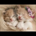 Cute baby animals Videos Compilation cute moment