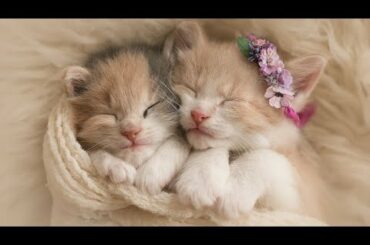 Cute baby animals Videos Compilation cute moment